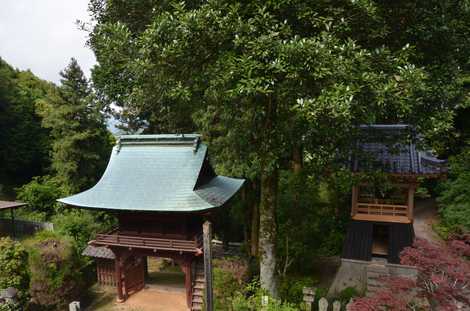 龍泉寺楼門とタラヨウの画像