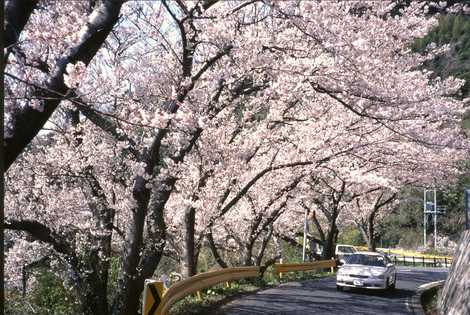 五条の千本桜の画像