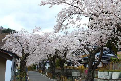 本郷の桜並木の画像