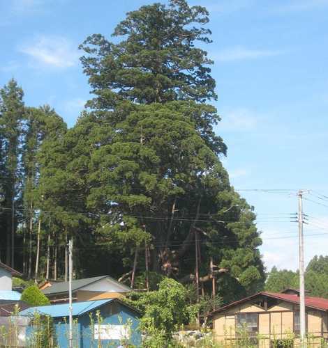 平沢弥陀の杉の画像