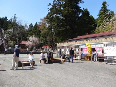 白兎のしだれ桜の画像