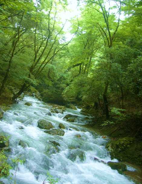 大滝自然森林公園の画像