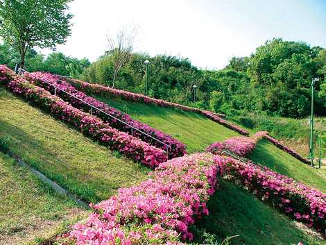 つつじヶ丘自然公園の画像