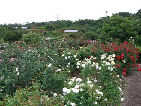 花と竹の公園沖縄かぐや姫の画像