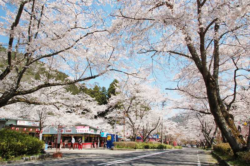 寺尾ケ原千本桜公園 中濃 の施設情報 ゼンリンいつもnavi