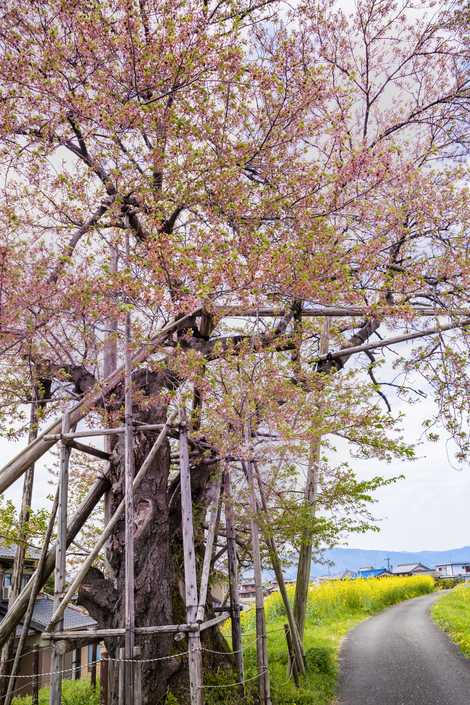 忠太橋の桜の画像