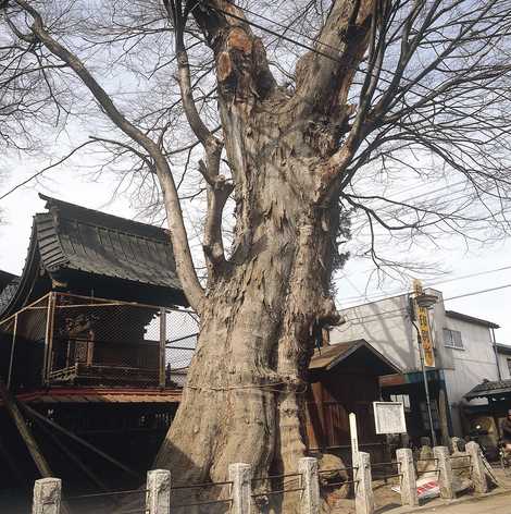 須賀神社の大ケヤキの画像