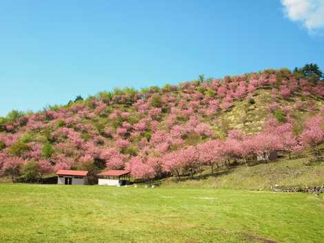 創造の森の画像