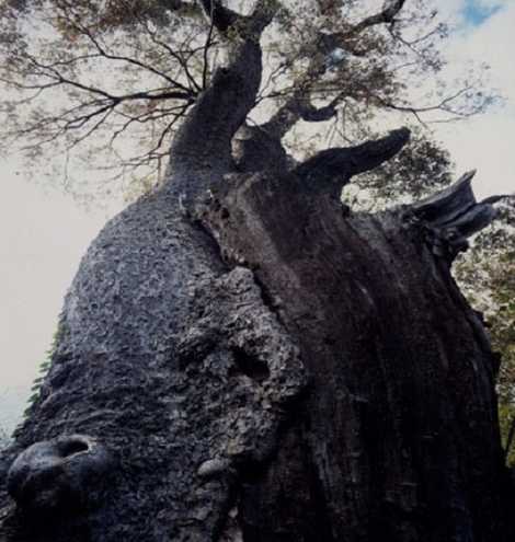 沓掛ノ大欅の画像