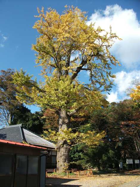 永明寺のイチョウの画像