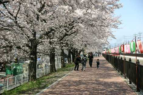 葛西用水路沿いの桜並木の画像