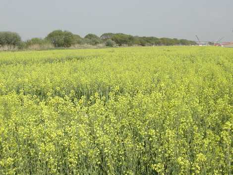 利根川河川敷の菜の花の画像