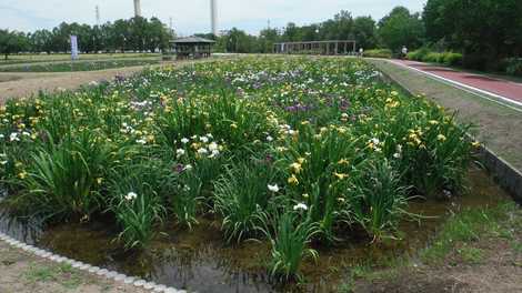 別府沼公園の花菖蒲の画像