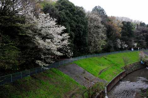 妙音沢緑地の画像