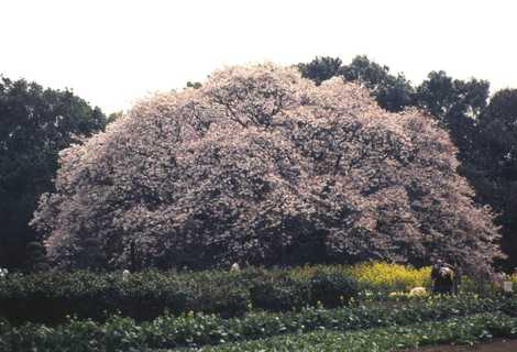 吉高の大桜の画像