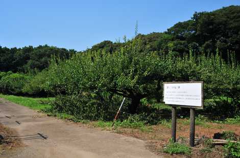 坂田城跡梅林の画像