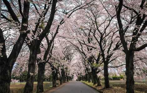 眞原桜並木の画像