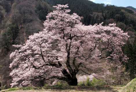 駒つなぎの桜の画像