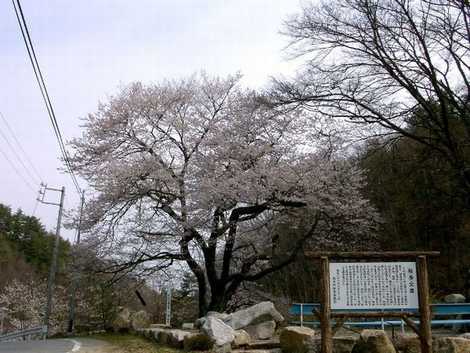 桜基公園の画像