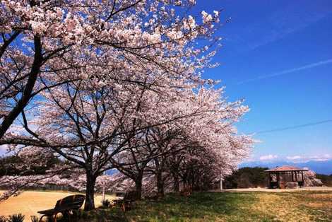 総合グラウンド百本桜の画像