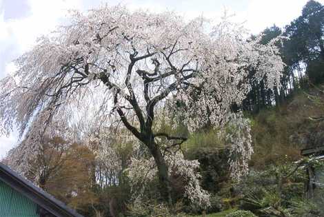 塩口のしだれ桜の画像