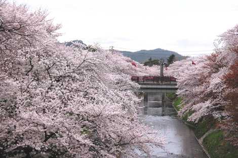 新境川堤の画像