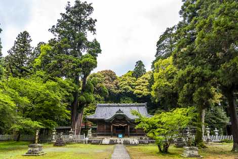 伊富岐神社の大杉の画像