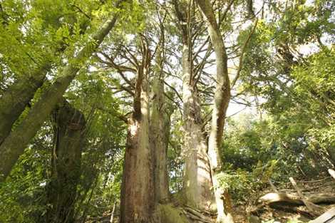 弘文天皇御陵候補地・自害峯の三本杉の画像