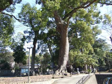 天地神社の大クスの画像