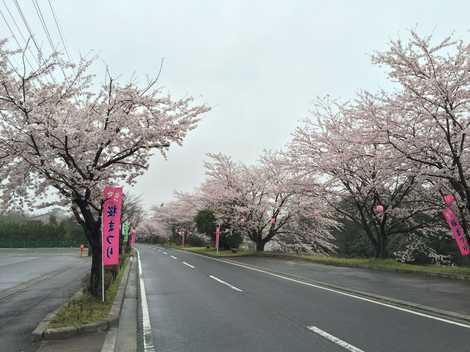 太岡寺畷の画像