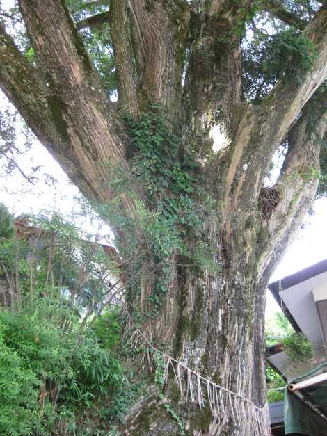 山口の大カヤの画像