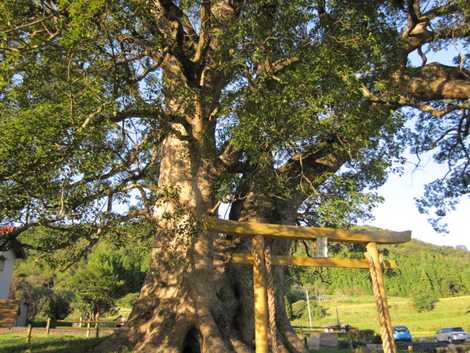 大元神社跡のクスノキ 島根一 大きな樹 益田 名所 観光地等 の施設情報 いつもnavi