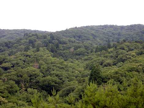 ハビの匹見杉群生地の画像