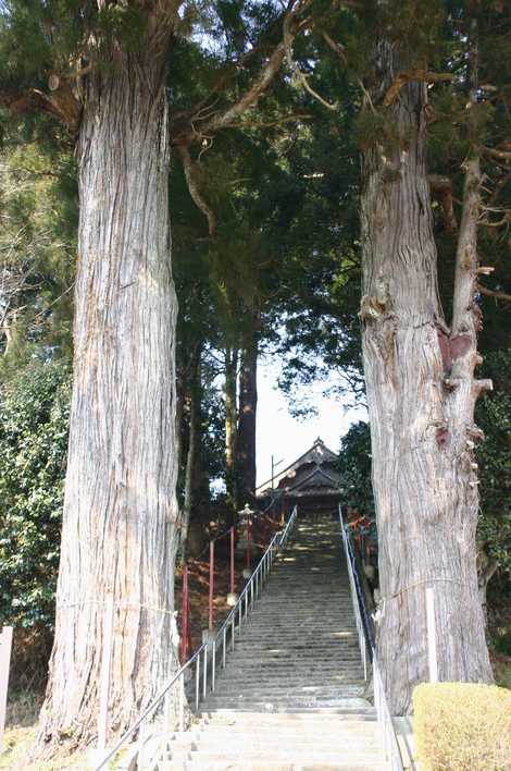 長安八幡宮の並木杉の画像