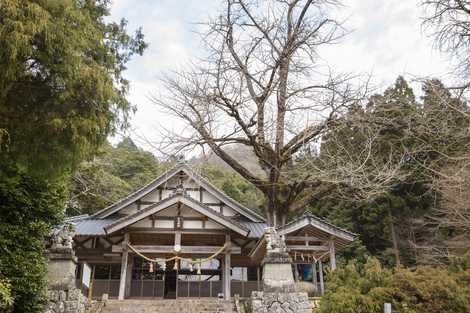 市木神社のむくろう樹の画像