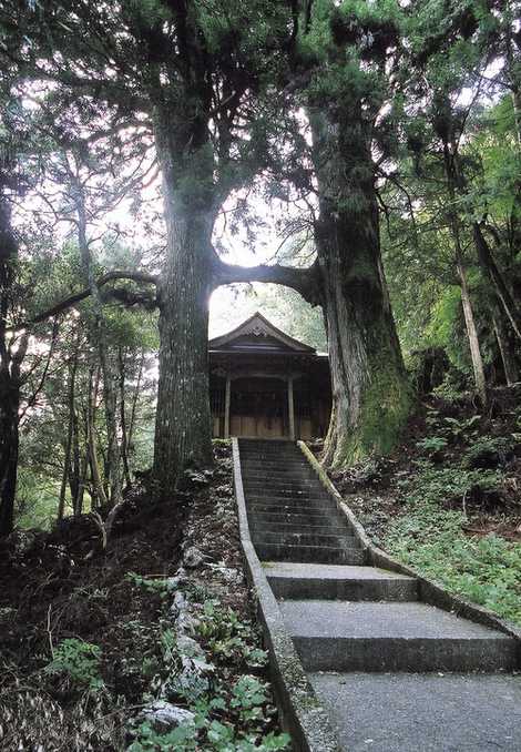 鳥居杉の画像