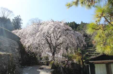 市川家のしだれ桜の画像