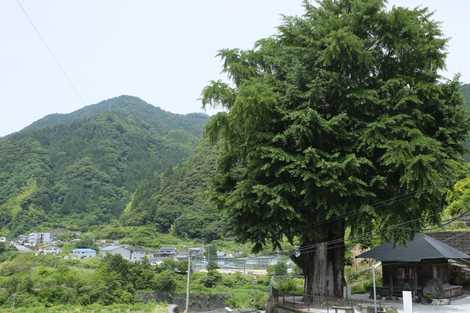 長者の大銀杏の画像