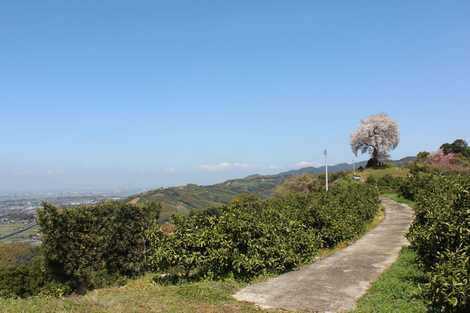 天保古平家一本桜の画像