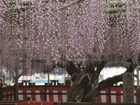 大中臣神社福童の将軍藤の画像