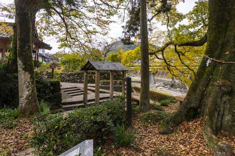 清水堂の椋と榎の画像