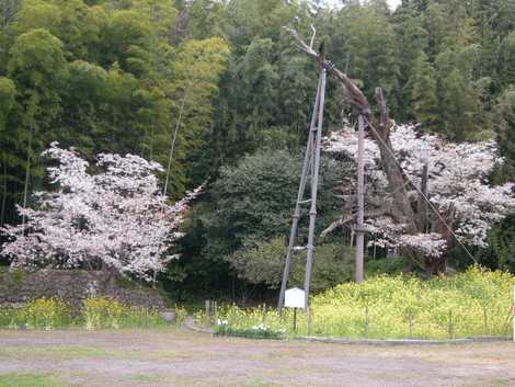 魚見桜の画像