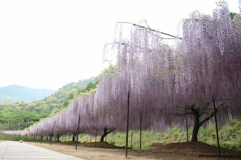 白毫寺 兵庫丹波 寺院 神社 神宮 の施設情報 いつもnavi