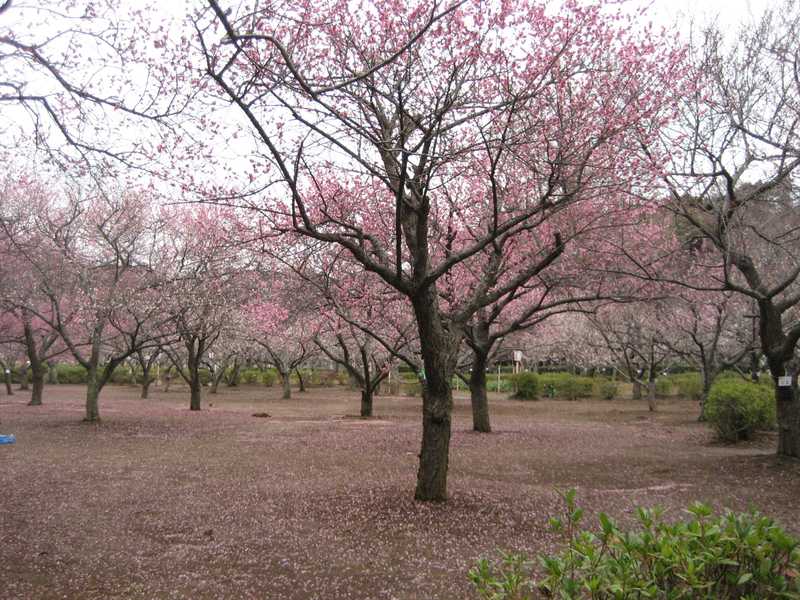 袖ケ浦公園の画像