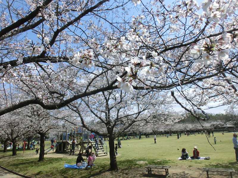 百目木公園ゲートボール場の画像