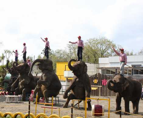 市原ぞうの国 木更津 動物園 の施設情報 いつもnavi