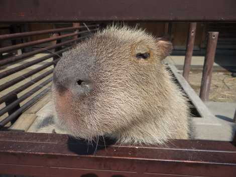 市川市動植物園 船橋 浦安 動物園 の施設情報 いつもnavi