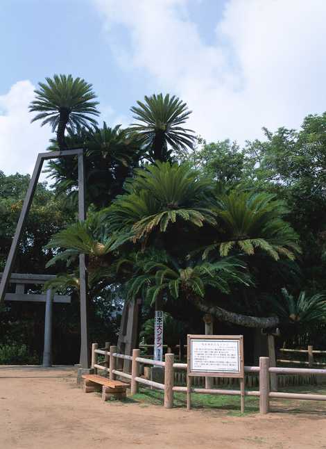 坂井神社の大ソテツの画像