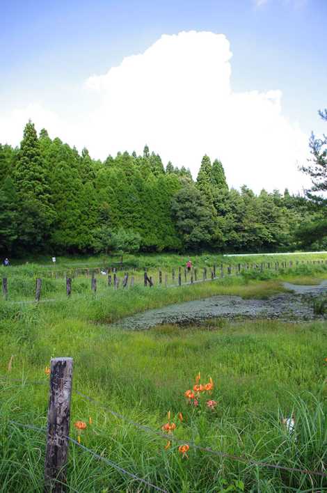 樫原湿原の画像