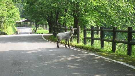 県民公園頼成の森の画像